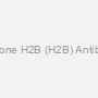 Histone H2B (H2B) Antibody